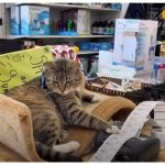 Kucing Penjaga Toko Jadi Ikon Baru Lingkungan Pasar