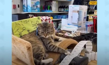 Kucing Penjaga Toko Jadi Ikon Baru Lingkungan Pasar