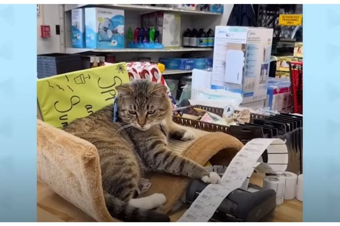 Kucing Penjaga Toko Jadi Ikon Baru Lingkungan Pasar